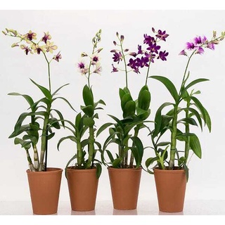 30 เมล็ดพันธุ์ เมล็ดกล้วยไม้ กล้วยไม้สกุลหวาย (Dendrobium) Orchid flower seeds อัตราการงอก 80-85%