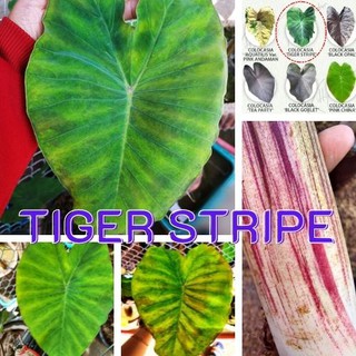 1 ต้น Colocasia Tiger Stripe บอนลายเสือ บอนป่าหายาก ลายต้นสวยชัด ลายใบโดดเด่น ปลูกประดับสวยงาม ส่งแบบตัดใบ