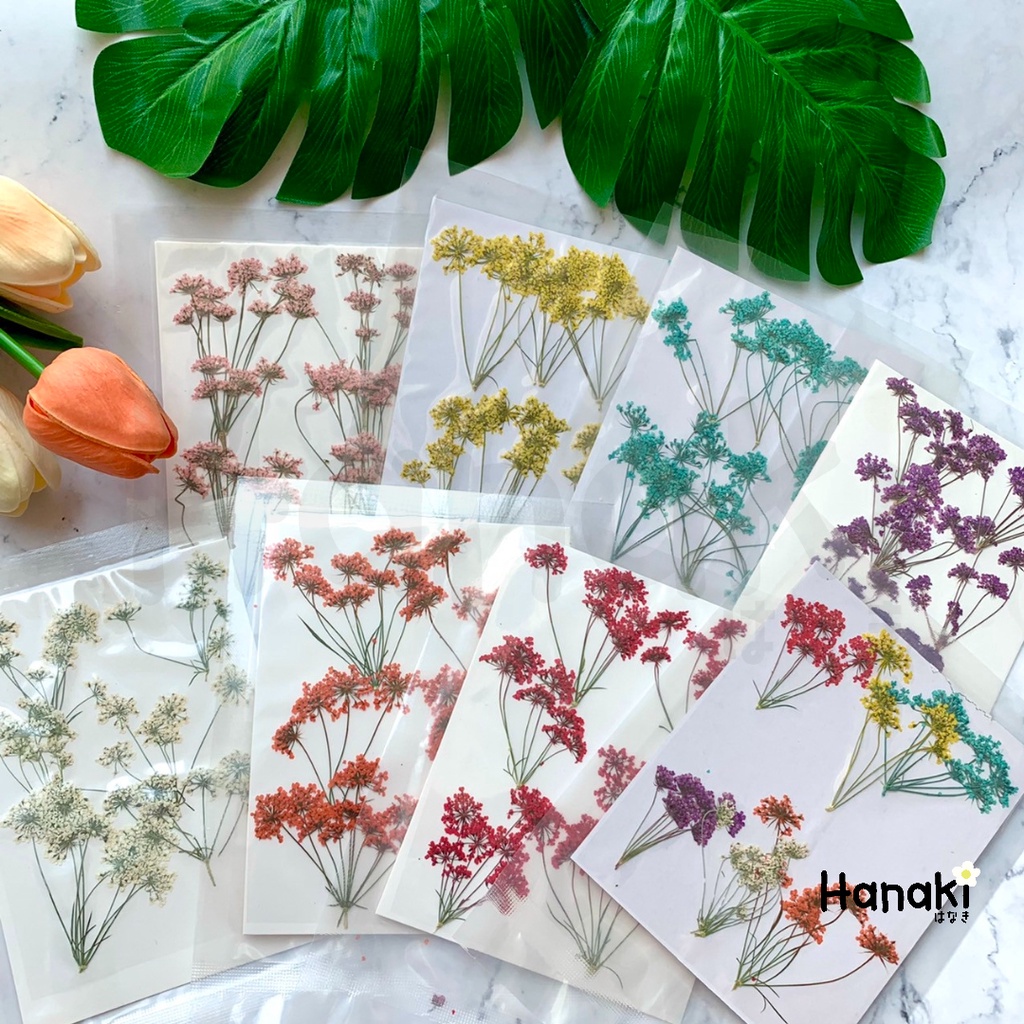 【พร้อมส่ง】ดอกเอมิมาจัสแบบช่อทับแห้ง (Ammi majus) ดอกไม้ทับแห้ง ดอกไม้จริงทับแห้ง Pressed Flowers💐