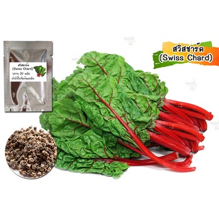 เมล็ดพันธุ์สวีทชาร์ด (Sweet Chard) 30 เมล็ด เมล็ดสวีทชาร์ดแดง เมล็ดสวีทชาร์ด ปลูกสวีทชาร์ด ปลูกผักสวนครัว
