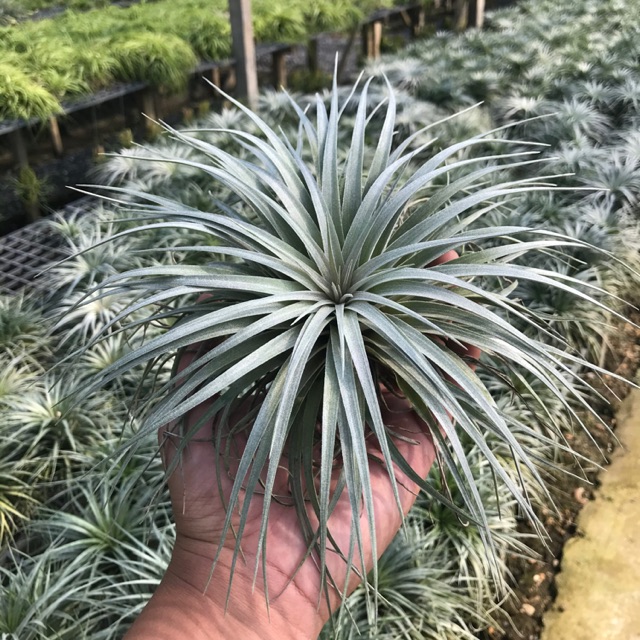 ต้นไม้ Tillandsia Houston