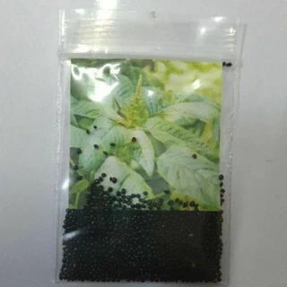 ผักโขมยักษ์ 🎯ถูกที่สุด 9 บ.📌500 เมล็ด🎈🌱งอกง่าย โตไว☘️พุ่มใหญ่🌱ทานอร่อย