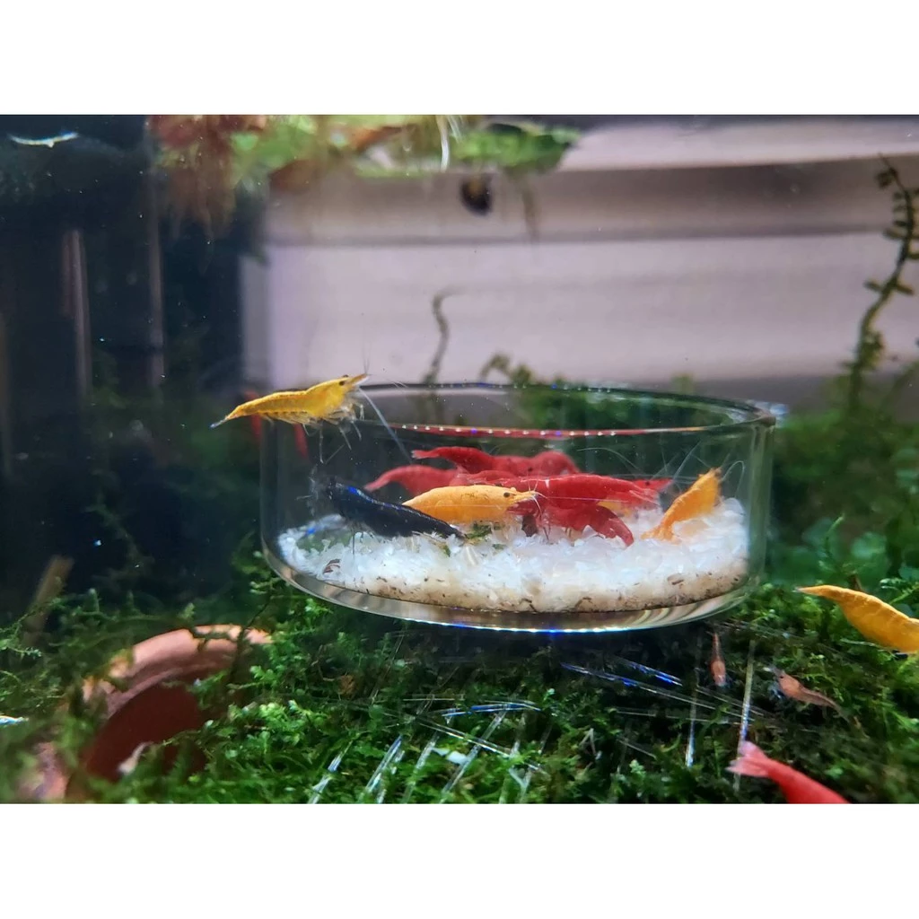 จานอาหารกุ้งแคระ สัตว์น้ำ ขนาดเส้นผ่านศูนย์กลาง 6 cm, 6.5 cm, 10 cm, 10.5 cm