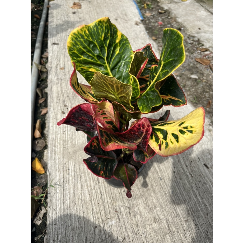 มุมมอง 3