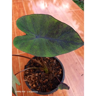 colocasia black magic variegataแบลคเมจิก กลาย บอนดำกลาย