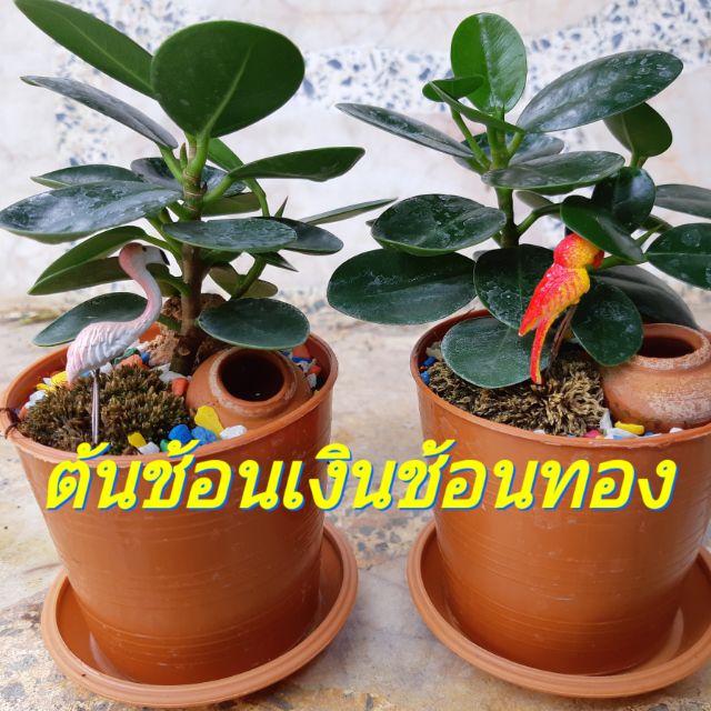 ต้นช้อนเงิน ช้อนทอง ไม้ประดับตั้งโต๊ะทำงาน # เฉพาะต้นไม้