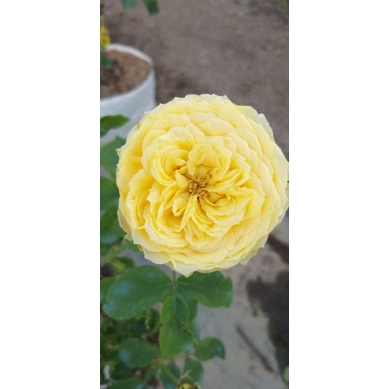 กุหลาบ🌹Catalina ดอกรูปถ้วยสีเหลืองสด"แคททารีน่า"บานนานบานทน