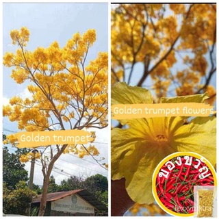 GOLDEN TRUMPET SEEDS (50 SEEDS) ( BUY 2 GET 1 FREE)帽子/通心菜/种子/上衣/内裤/鲜花/手链/seeds/文胸/园艺/ JHRU