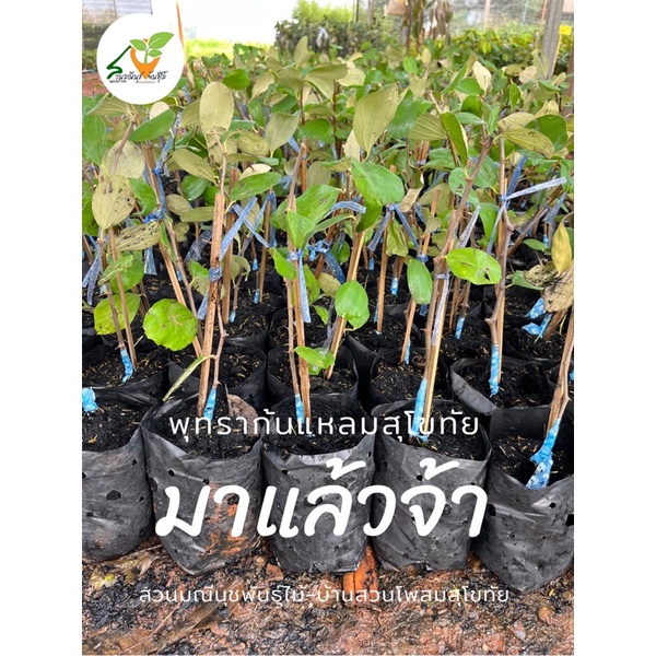 พุทราก้นแหลมสุโขทัย ของแท้รับประกัน100% สูง 40-60ซม.งานทาบกิ่ง