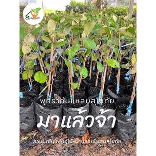 พุทราก้นแหลมสุโขทัย ของแท้รับประกัน100% สูง 40ซม.งานทาบกิ่ง