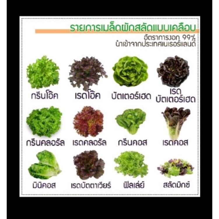 เมล็ดพันธุ์ ผักสลัด นำเข้า เนเธอร์แลนด์ กรีนโอ๊ค เรดโอ๊ค คอส ปัตตาเวีย โชนิดเคลือบ 22-50 เมล็ด