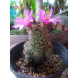 Mammillaria beneckei ขนาดคว่ามสูง5-6ซม.