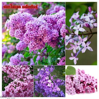 เมล็ดพันธุ์ดอกกานพลู 50 เมล็ด Rare สีม่วง Lilac Flower Seeds บอนสีหายาก เมล็ดพันธุ์ เป็นไม้พุ่ม ดอกสีสันสวยงาม เมล็ดดอกไ