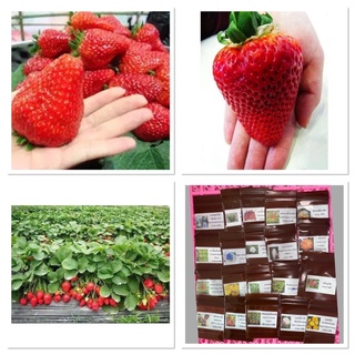 เมล็ดพันธุ์ สตรอเบอร์รี่ ยักษ์ ( Giant Strawberry Seed ) บรรจุ 30 เมล็ด