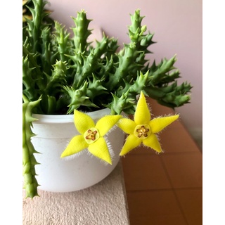 กิ่งเก๋งจีน ดอกดาวสีเหลือง สดใส 🌼🌼🌼 Orbea semota var.lutea (Yellow Orbea)