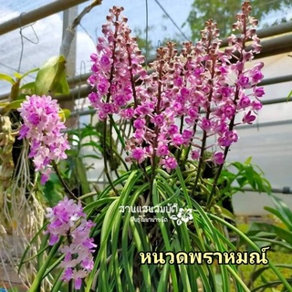 เอื้องหนวดพราหมณ์ ติดขอนไม้กอใหญ่ๆ