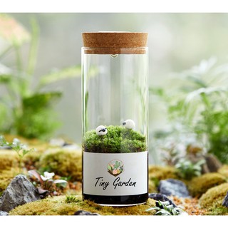 Terrarium สวนขวดแก้ว โหลแก้วทรงกระบอกฝาก๊อกไฟ