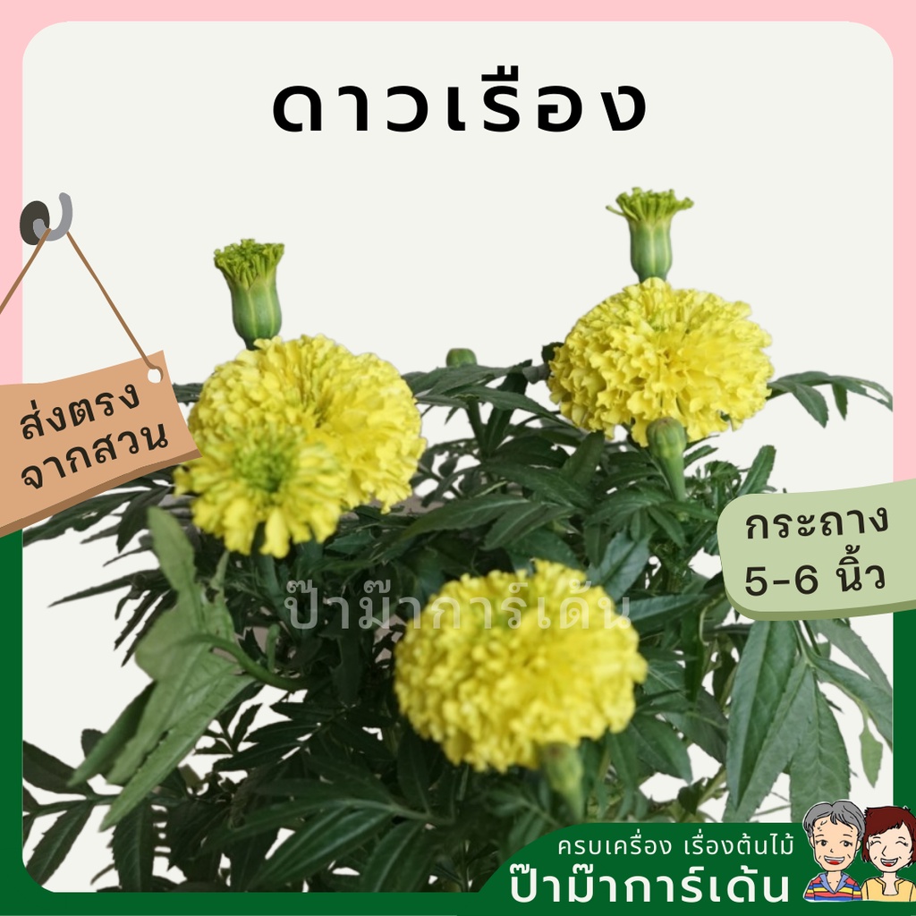 ต้นดาวเรือง พร้อมกระถาง 5-6 นิ้ว ไม้แดด