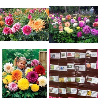 เมล็ดพันธุ์ ดอกรักเร่ คละสี (Dahlia Flower Mix Seed) บรรจุ 10 เมล็ด