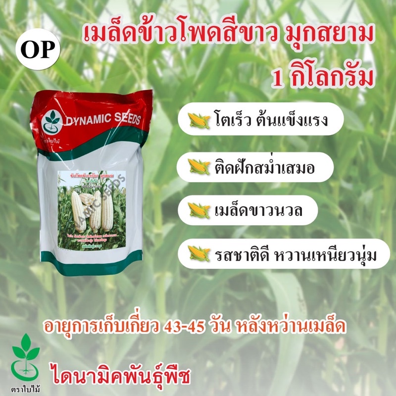 เมล็ดพันธุ์ข้าวโพดข้าวเหนียวสีขาว มุกสยาม ตรา ใบไม้ 1 กก. จำนวน 1 ซอง จาก ไดนามิคพันธุ์พืช เมล็ดข้าวโพด