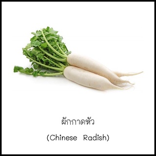 เมล็ดผักกาดหัว [Chinese Radish]  50 เมล็ด [10 แถม 1 คละได้]