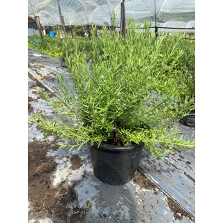 lavendula bandera purple ลาเวนเดอร์แบนเดอร่ากระถาง8นิ้ว