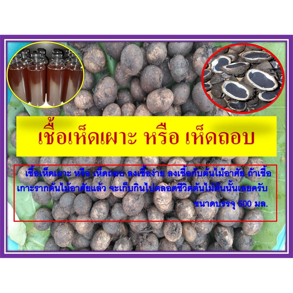 เชื้อเห็ดเผาะ/เห็ดถอบสูตรเข้มข้น คัดแต่ลูกที่มีสปอร์สีดำ นำมาเพาะเชื้อ แล้วนำมาราดกับรากต้นไม้อาศัย เพื่อให้เชื้อเกาะราก
