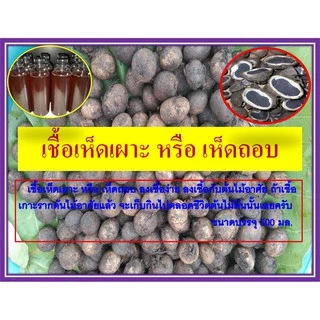 เชื้อเห็ดเผาะ/เห็ดถอบสูตรเข้มข้น คัดแต่ลูกที่มีสปอร์สีดำ นำมาเพาะเชื้อ แล้วนำมาราดกับรากต้นไม้อาศัย เพื่อให้เชื้อเกาะราก