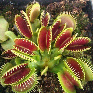 (30 Seeds)ไม้กินแมลง กาบหอยแครงปากแดง (Venus flytrap) Potted Insectivorous Dionaea Muscipula Giant Clip Flytrap bonsai