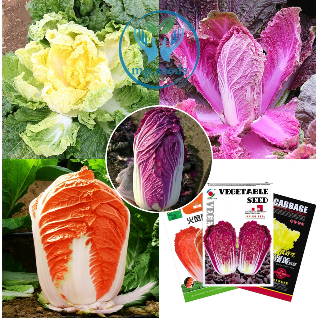 เมล็ดผักกาดสีม่วง ผักกาดสีส้ม F1  3กรัม(900เมล็ด) ผัดกาดเหลือง Chinese Cabbage