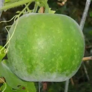 เมล็ดพันธุ์ ฟักแฟง พันธุ์ฟักหอม WAX GOURD บรรจุ 5 เมล็ด