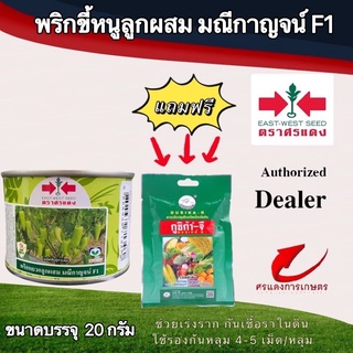 เมล็ดพันธุ์ พริกหยวกมณีกาญจน์ 20g แถมกูซิก้าจี ซองเล็ก