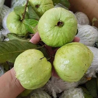 🚚 ฝรั่ง ฝรั่งกิมจู ฝรั่งอินทรีย์ [สินค้าเกษตรชุมชน] ✅ รับประกันสินค้าทั่วประเทศ