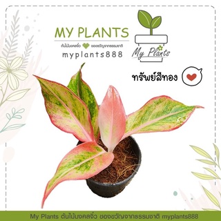 ทรัพย์สีทอง ต้นไม้มงคล ความหมายดี 🌿