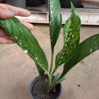 Dieffenbachia เกล็ดมังกร