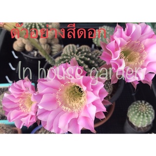 Echinopsis Hybrid  Angel เอไคนอฟซิส/อิชินอฟซิส ไฮบริด แองเจิ้ล