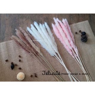 หญ้าหางจิ้งจอก foxtail grass  ดอกไม้แห้ง ดอกไม้จริง พร้อมส่ง