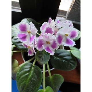 แอฟริกันไวโอเลต มินิ African violet mini ดอกไม้ในบ้าน