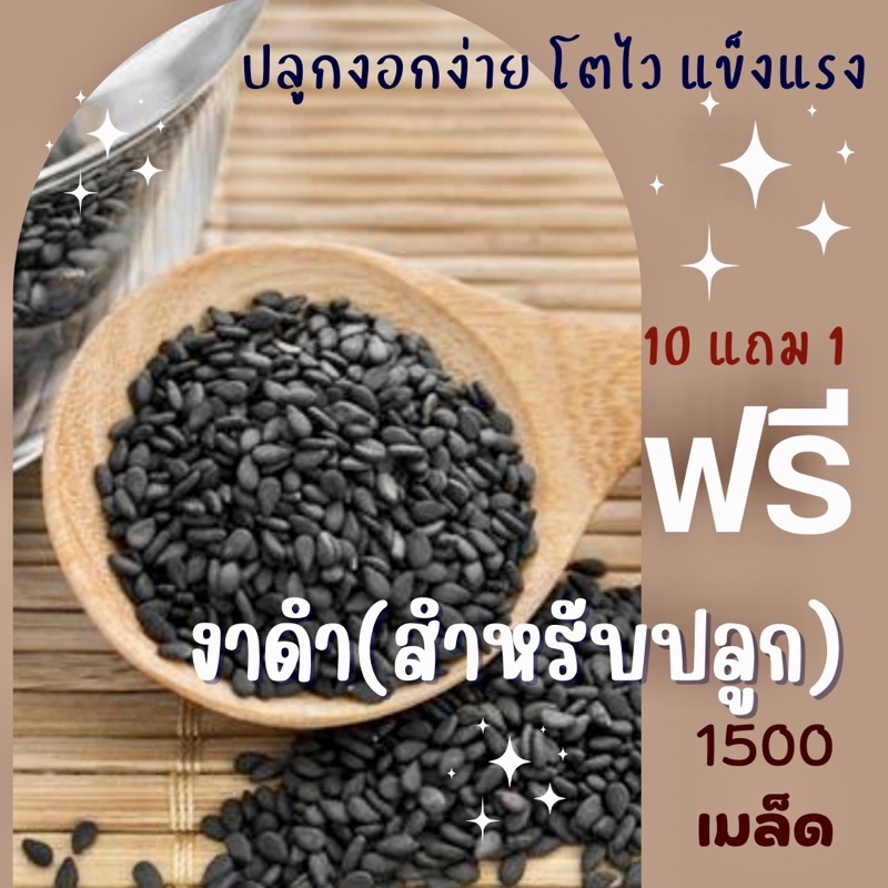 [แจกโค้ด] เมล็ดพันธุ์ งาดำ Poppy (ไว้ปลูกต้น) (ซื้อ 10 แถม 1 คละอย่างได้)