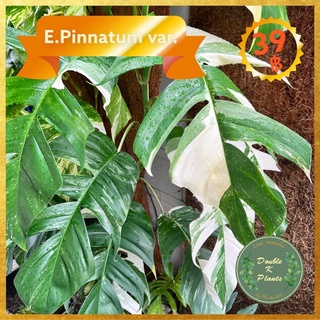 🎄Epipremnum pinnatum var. ตัดสด ตุ้มราก