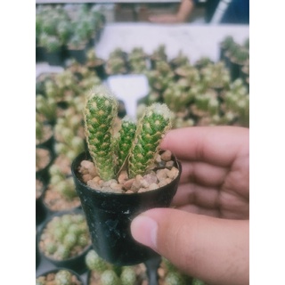นิ้วทองแคระ 👍 Mammillaria elongate