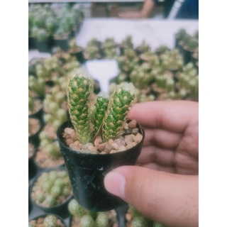 นิ้วทองแคระ 👍 Mammillaria elongate