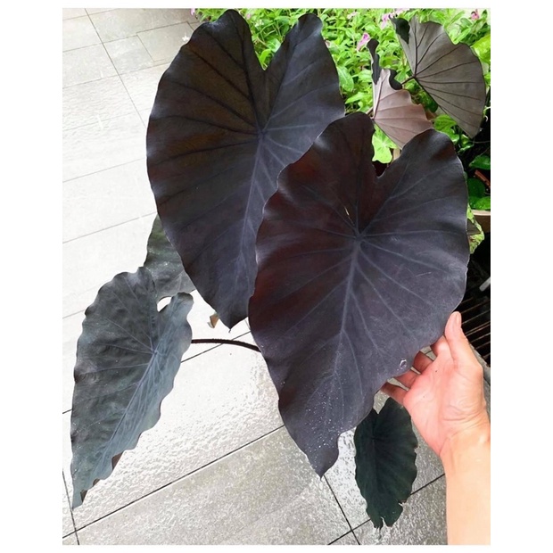 ต้น Colocasia black runner