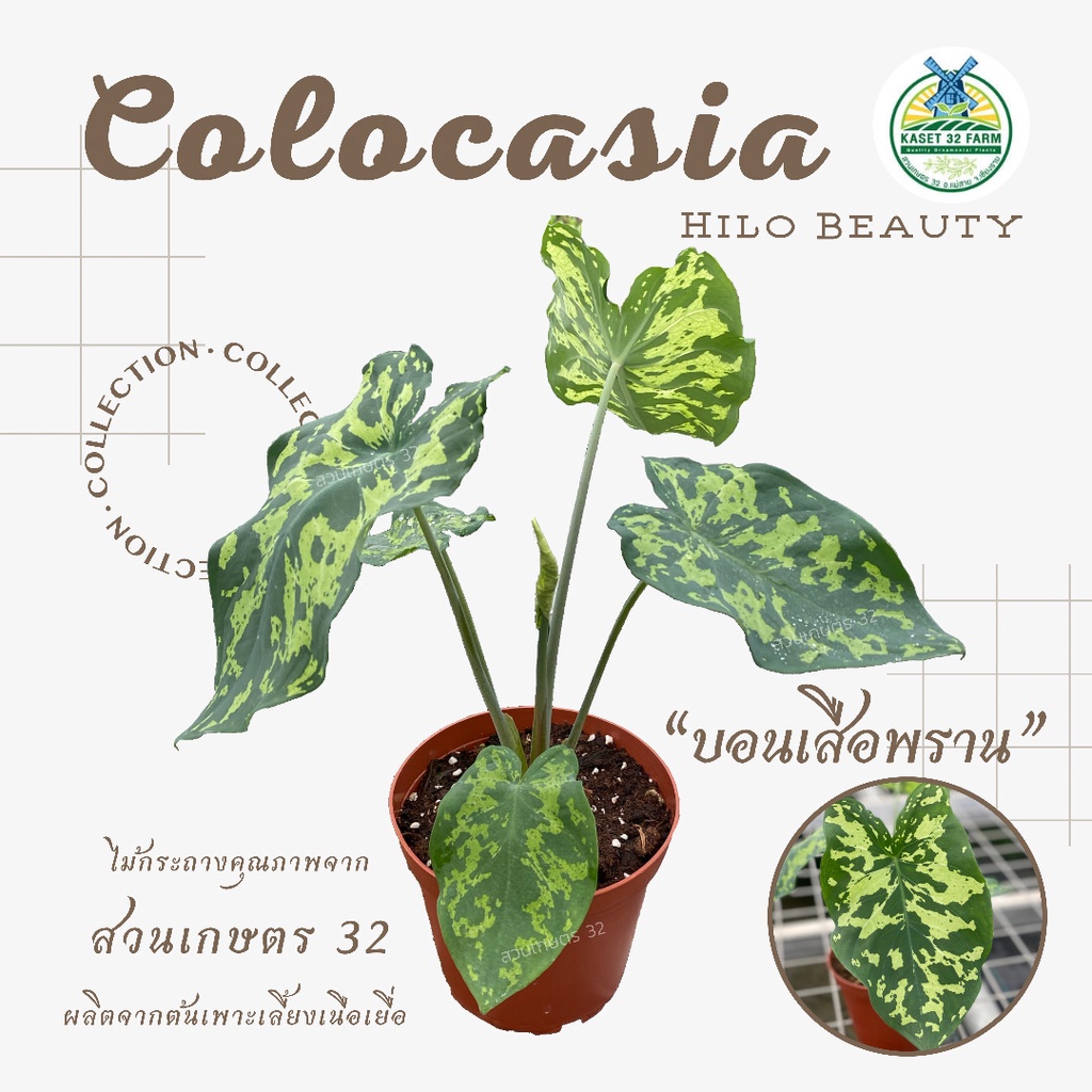 บอนเสือพราน (Colocasia Esculenta ‘Hilo Beauty’)