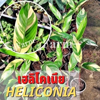 (1 ต้น)พร้อมจัดส่ง ต้นเฮลิโคเนียด่างลายฟลอริด้า Variegated heliconia ต้นธรรมรักษา ไม้ฟอกอากาศ คละความสูง/ต้น ส่งยกกระถาง