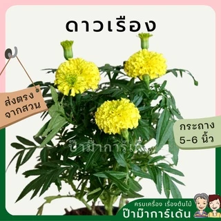 ต้นดาวเรือง พร้อมกระถาง 5-6 นิ้ว ไม้แดด