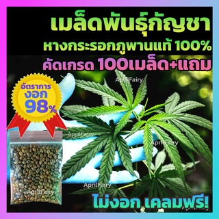 [100+เมล็ด] เมล็ดกัญชา หางกระรอกภูพาน 🐿️ เมล็ดพันธุ์สายพันธุ์ แท้💯% มีแถมให้ทุกซอง ไม่งอกเคลมฟรี++