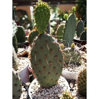 Opuntia Acciculata flexospina ชำมีรากแตกแพดใหม่