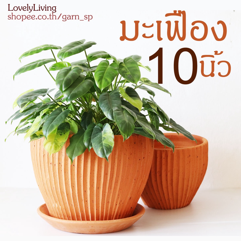 กระถางดินเผา 10 นิ้ว รุ่นมะเฟือง ทรงไข่ งานปั้นมินิมอล พร้อมจานรอง