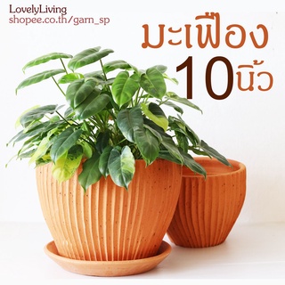 กระถางดินเผา 10 นิ้ว รุ่นมะเฟือง กระถางต้นไม้ กระถางดินเผาทรงไข่ กระถางดินเผาสิบนิ้ว กระถางดินผามินิมอล